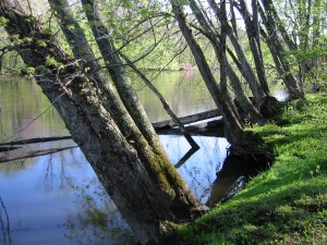 Kalamazoo River Leaning Trees
