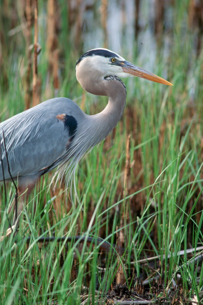 heron